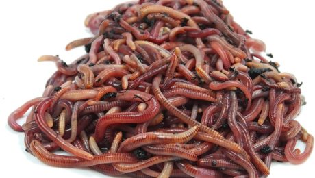 California redworms