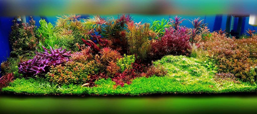 aquascaping estilo holandés