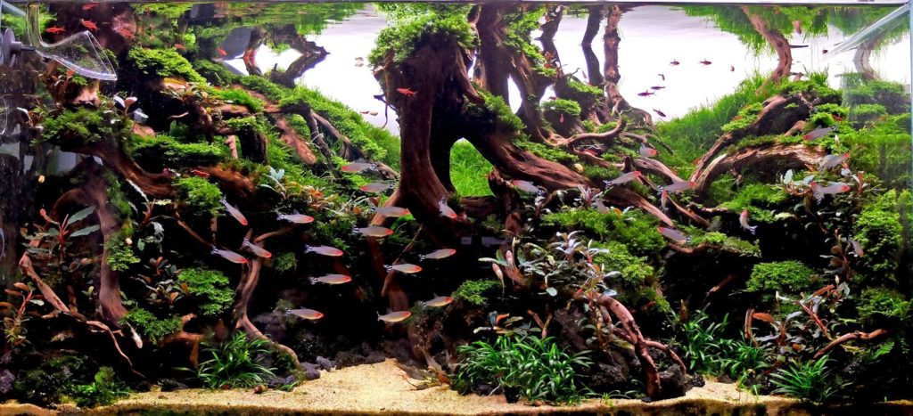 Aquascaping estilo jungla