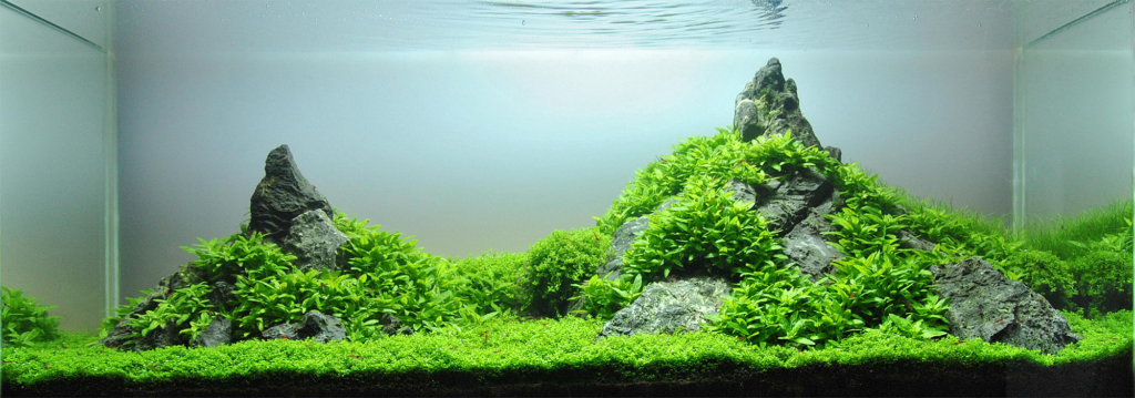 Aquascaping estilo Iwagumi 