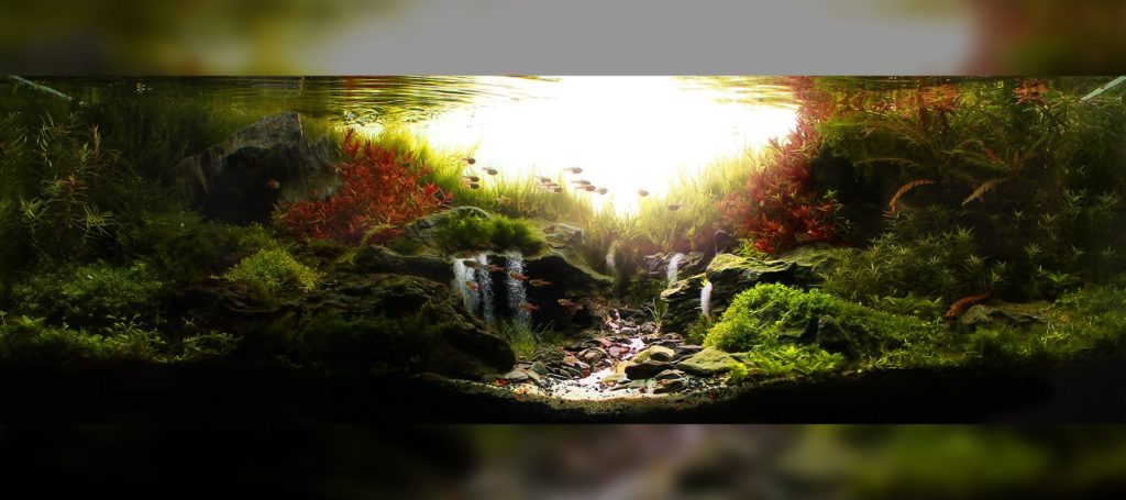 Aquascaping estilo naturaleza