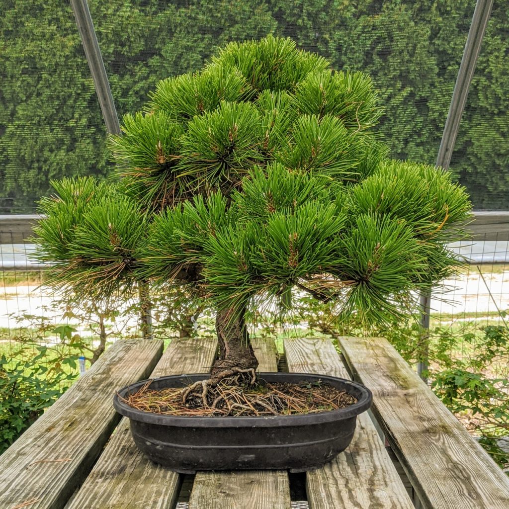 Black pine bonsai