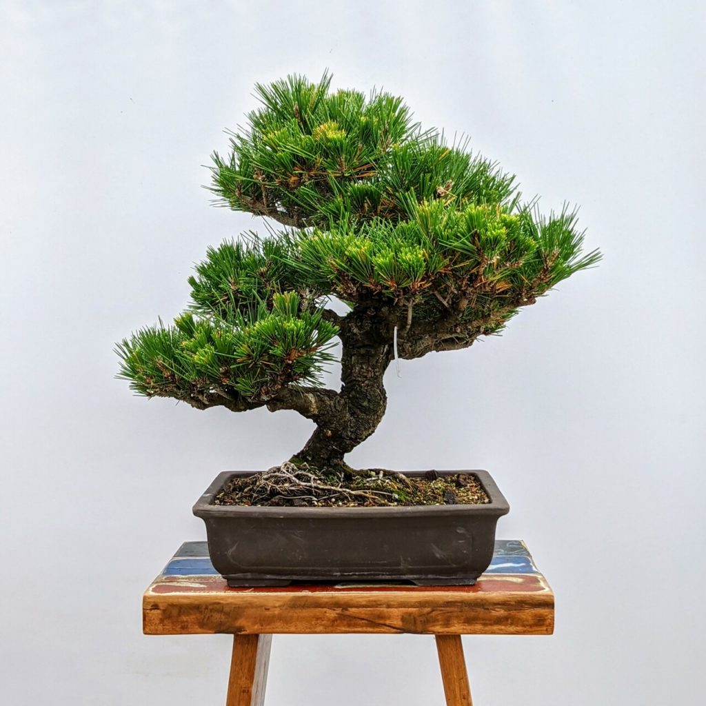 Bonsai de pino negro japonés