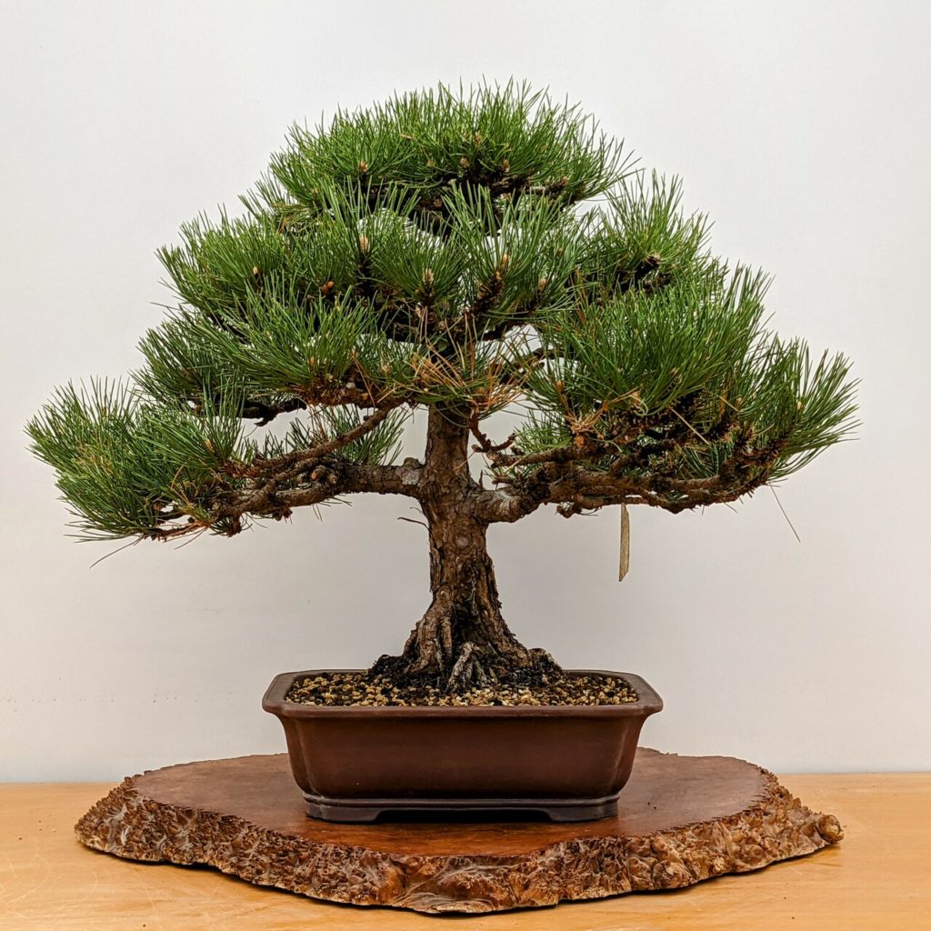 Austrian black pine