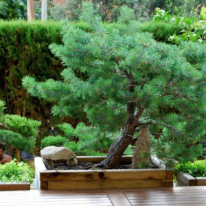 Pinus Pinea Bonsai