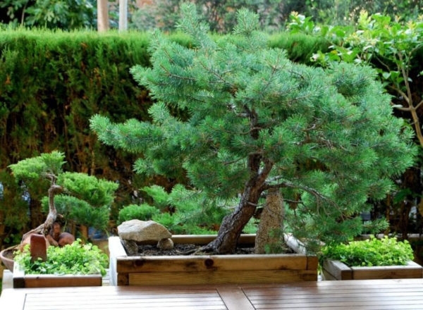 Pinus Pinea Bonsai