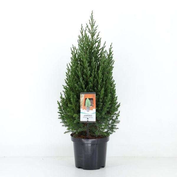 juniperus-chinensis-stricta