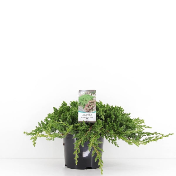 juniperus-procumbens-nana