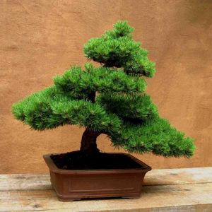 pino-negro-bonsai-austria