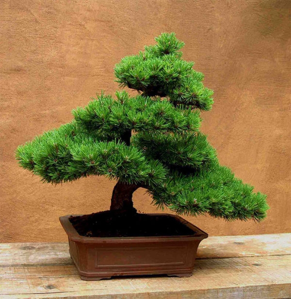 pino-negro-bonsai-austria