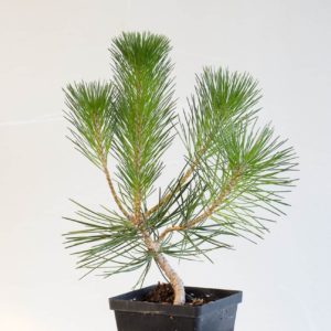 pino negro japonés pinus thunbergii