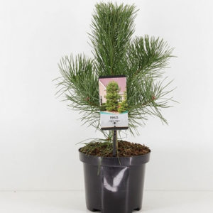 Austrian black pine