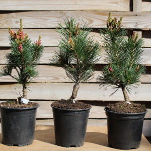 pinus-parviflora-negishi