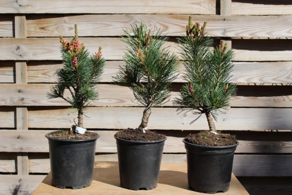 pinus-parviflora-negishi