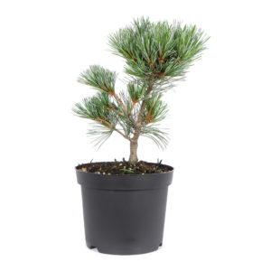 Japanese white pine