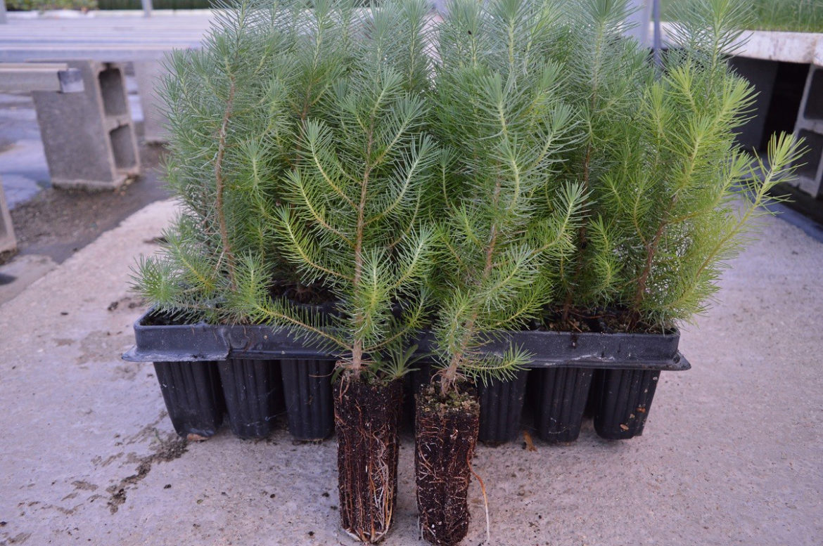 Pinus Pinea Samen – 6 Stück, Mittelmeer-Zirbe Für Garten Oder Balkon