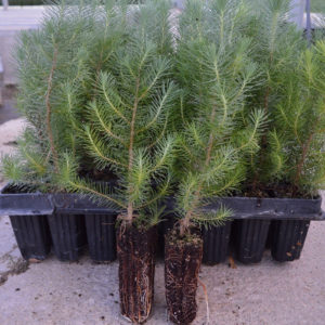 Stone Pine (Pinus Pinea)