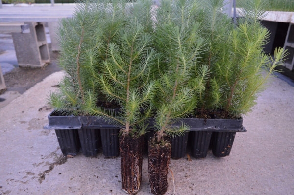 Stone Pine (Pinus Pinea)