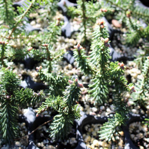 abies-pinsapo-plantones