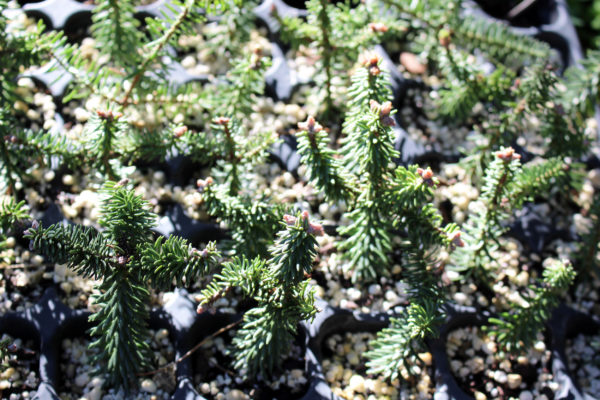 abies-pinsapo-plantones