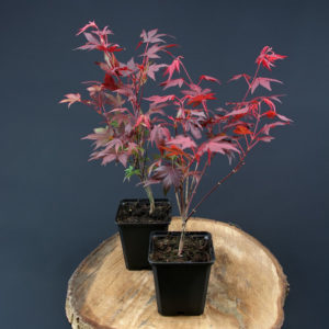 acer-palmatum-atropurpureum-30-40