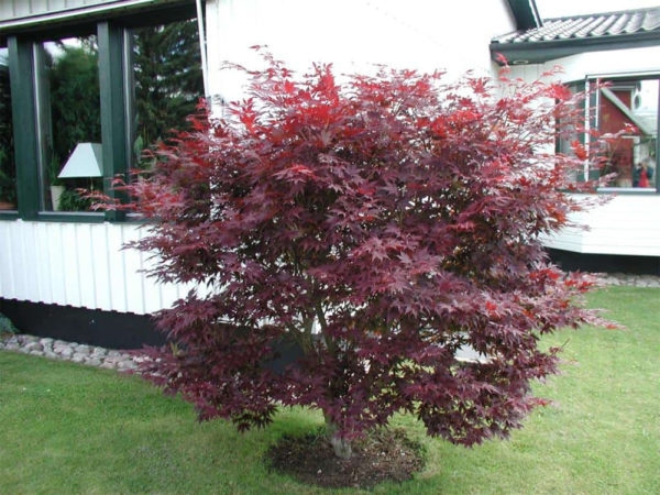 acer-palmatum-atropurpureum-arce-japones-purpura