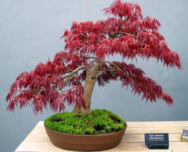 acer-palmatum-atropurpureum-bonsai