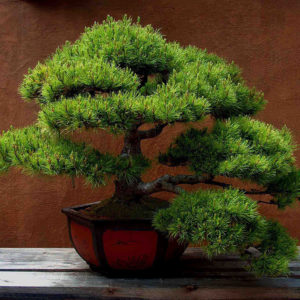 bonsai-aleppo-kiefer-pinus-halepensis