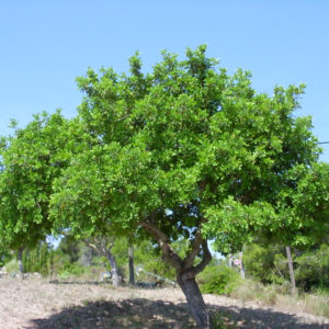 carob tree ceratonia siliqua