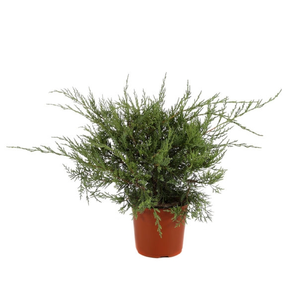 juniperus-pfitzeriana-glauca