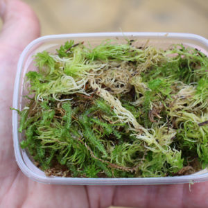 Musgo Sphagnum Vivo