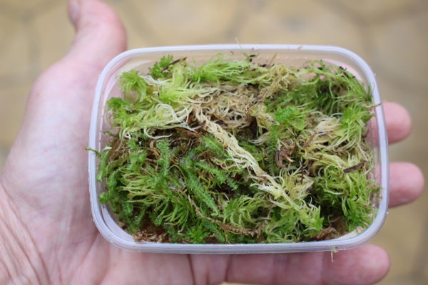 Musgo Sphagnum Vivo