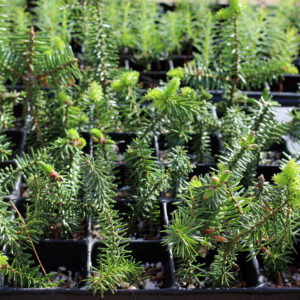spanische-tanne-abies-pinsapo-2