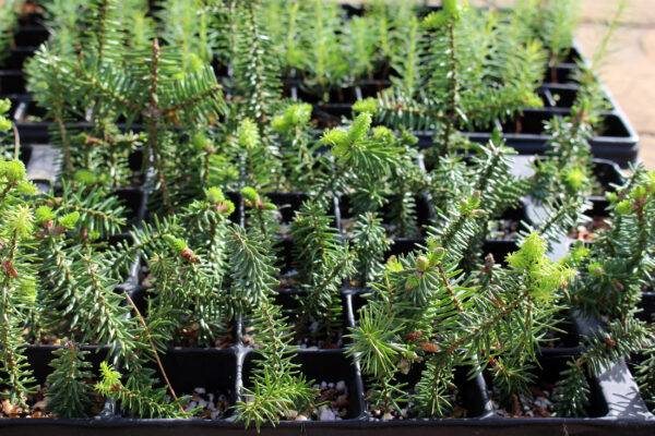 spanische-tanne-abies-pinsapo-2
