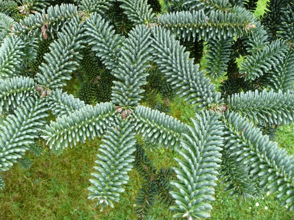 spanische-tanne-abies-pinsapo