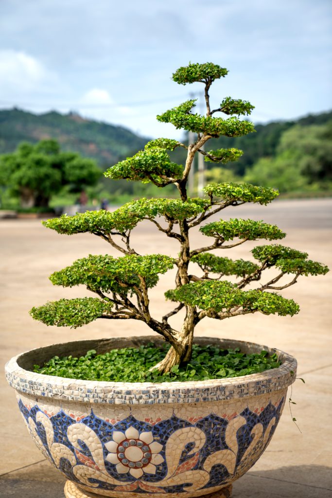 bonsai seedlings