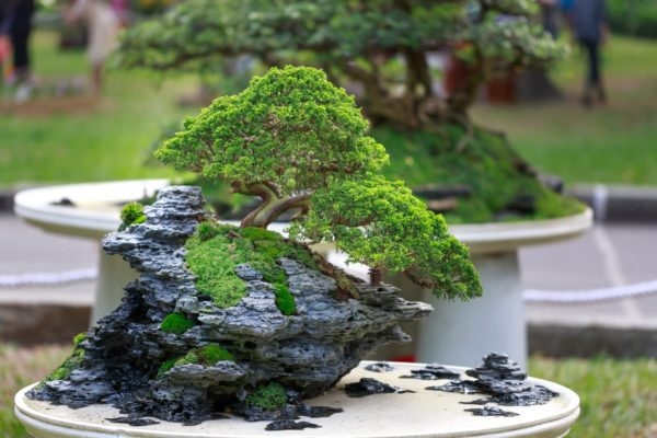 Juniperus Chinensis 'Itoigawa' Bonsai