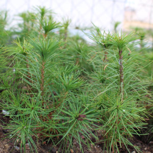 pinus-sylvestris