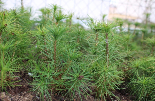 pinus-sylvestris