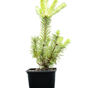 pinus-sylvestris pinus-sylvestris