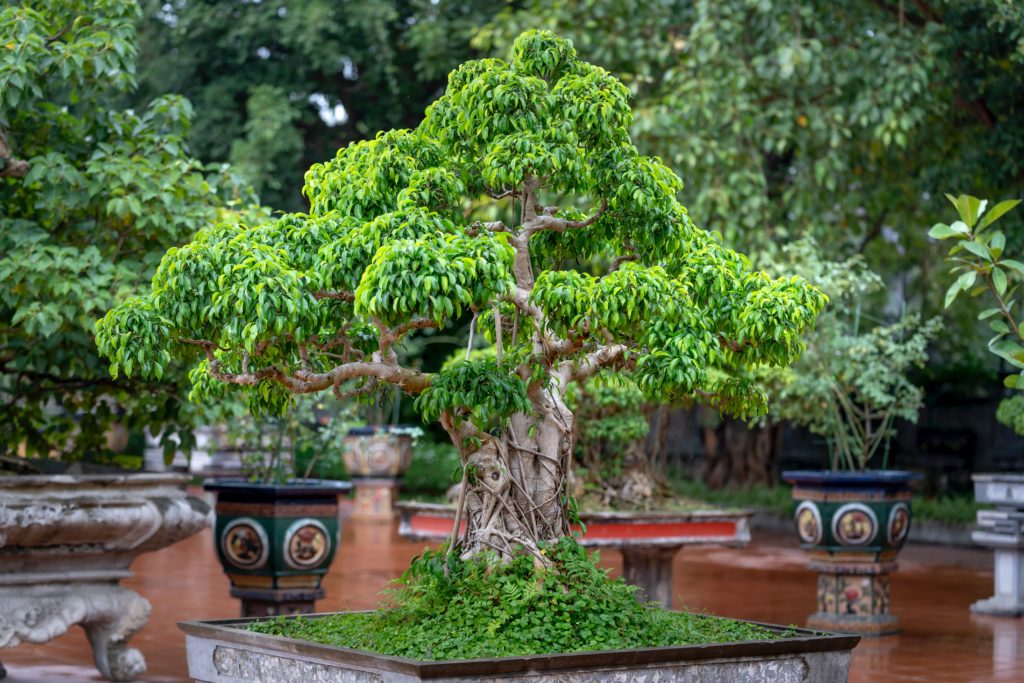 pre-bonsai-malaga