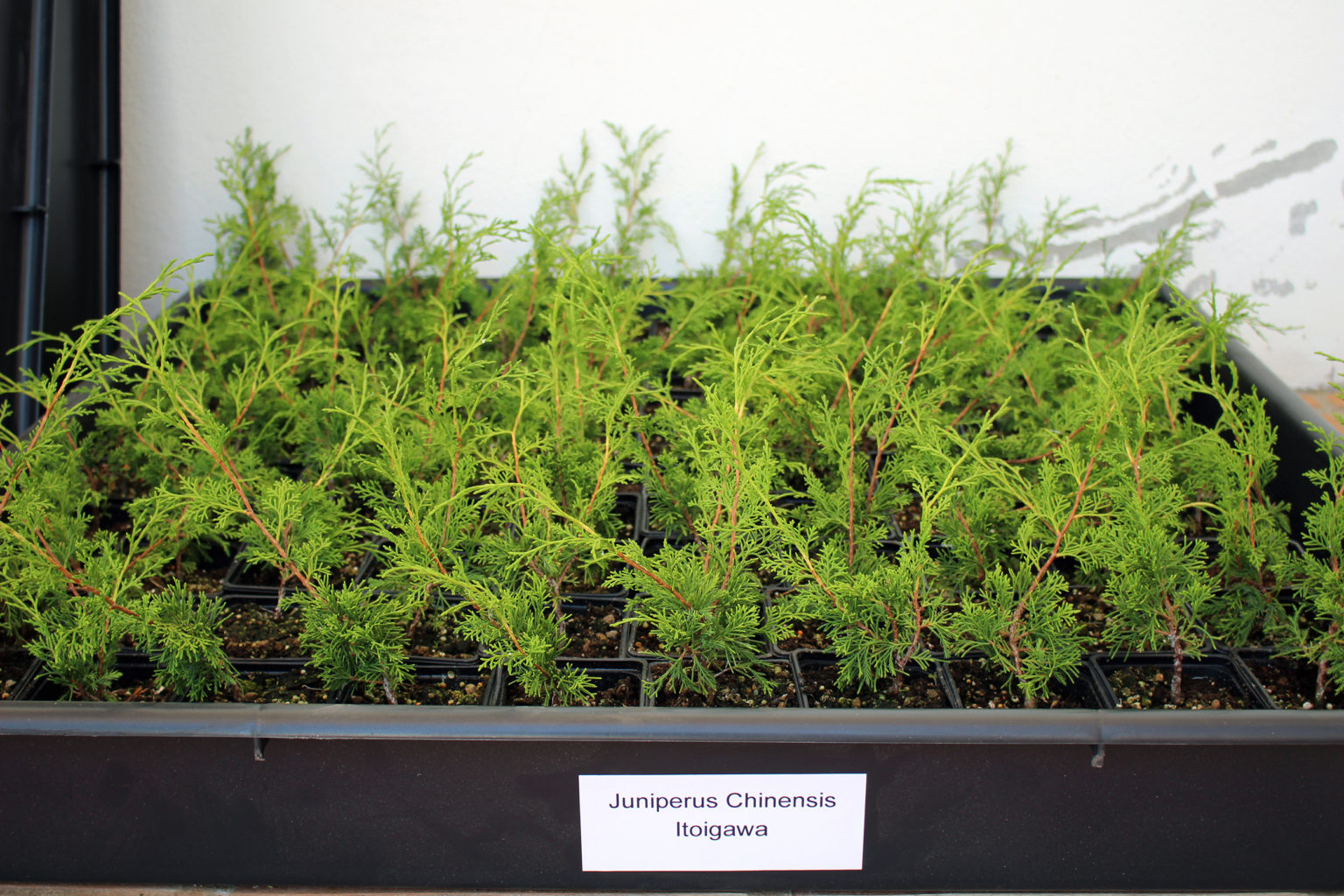 Juniperus Chinensis Itoigawa Rooted Cuttings
