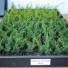 juniperus-chinensis-kishu