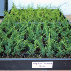 juniperus-chinensis-kishu