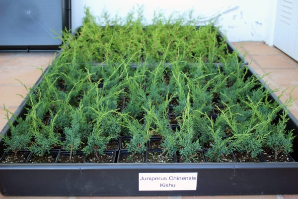 juniperus-chinensis-kishu