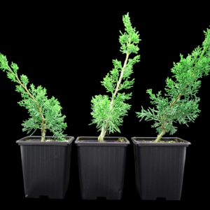 juniperus-chinensis-kishu