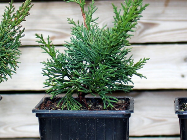 juniperus-chinensis-kishu