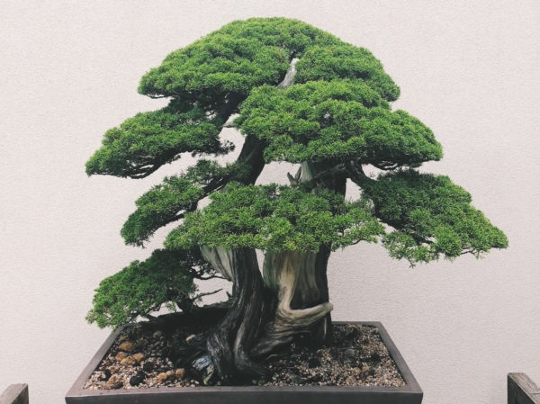 juniperus-chinensis-shimpaku var. kishu-bonsai