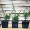 juniperus-chinensis-kishu-cuttings