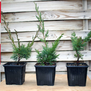 juniperus-chinensis-kishu-plantones